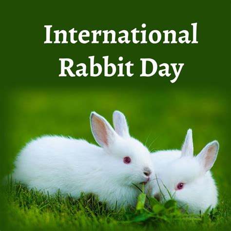 Copy Of International Rabbit Day Postermywall