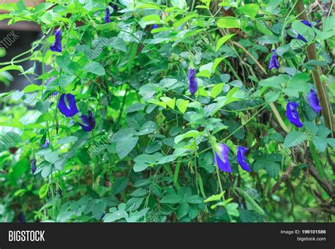 Butterfly Pea Flower Image & Photo (Free Trial) | Bigstock