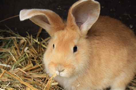 Was Du über Kaninchen Wissen Solltest Petakids