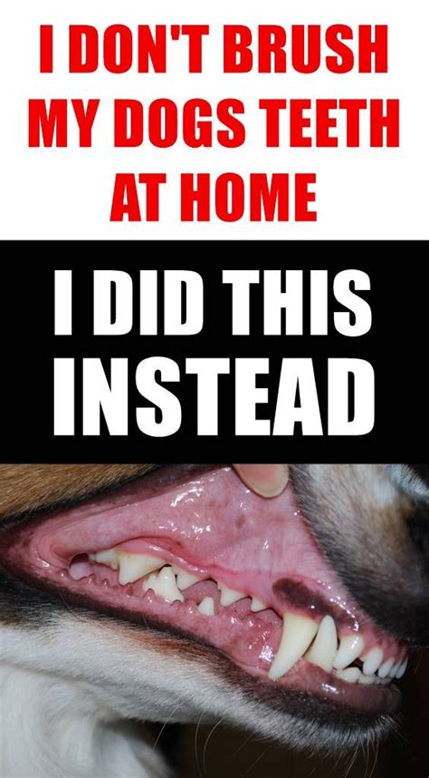How To Remove Tartar From Dog Teeth 2021 How To Remove Tartar From