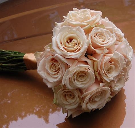 17 Best Images About Sahara Roses On Pinterest Lush Cream And