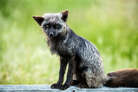 Selective Focus Shot Of A Black Fox In San Juan Island Washington