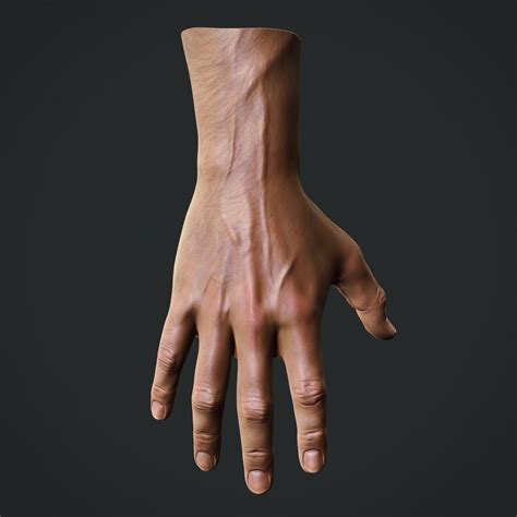 Male Hand Reference Male Body Reference Pinterest Search Hand