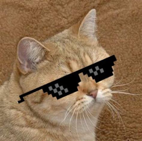 Deal With The Stare Starecat Grafics Cat Know Your Meme