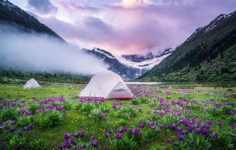 Обои поле цветы горы туман берег поляна весна утро палатка