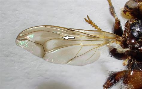 Myopa Buccata Male Wing Denny Wood New Forest One Of Th Flickr