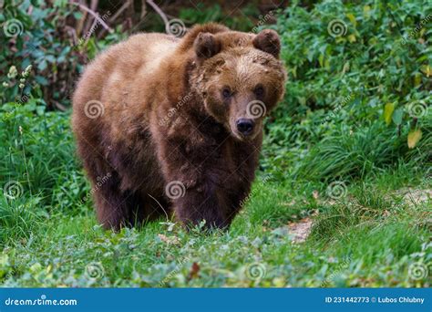 Kamchatka Brown Bear In The Forest Ursus Arctos Beringianus Stock
