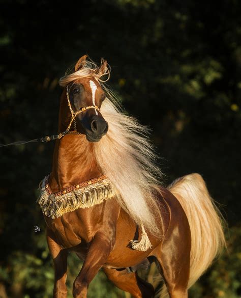 See Photos Of Exotic Straight Egyptian Arabian Stallion Ka Damascus At