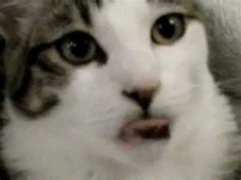 So can cats actually be autistic? Cat Fail 2013 The Autistic Kitten - YouTube