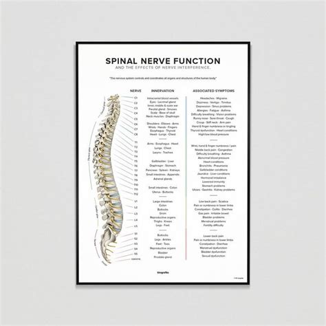 Spinal Nerve Function Chart Etsy In 2022 Spinal Nerve Subluxation