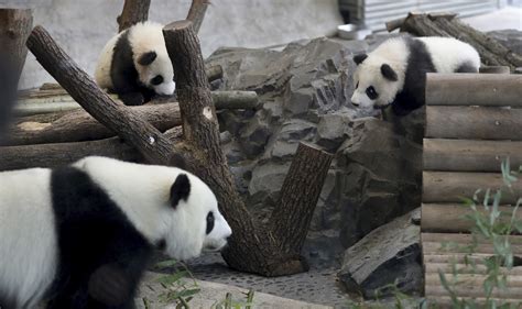 Berlin Zoos Panda Twins Take Their 1st Public Tumbles