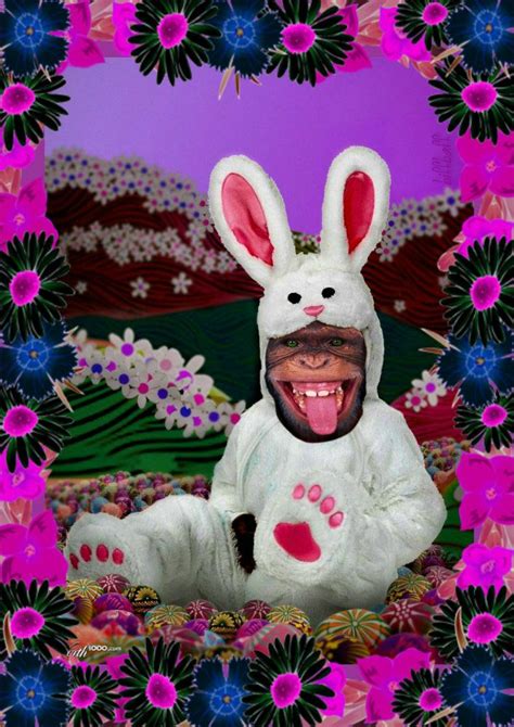 Pizapphotoeditor Funny Bunny Videos Funny Bunnies Freaking