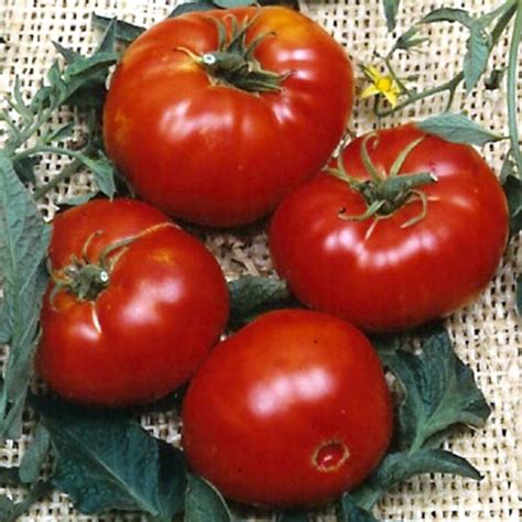 Tomato Seeds Brandywine Red Organic