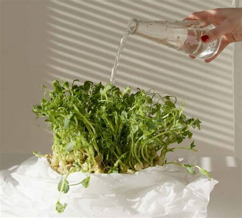 How To Grow Microgreens Indoors The Ultimate Guide