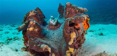 The Gigas Giant Clam One Of The Largest Clams In The World