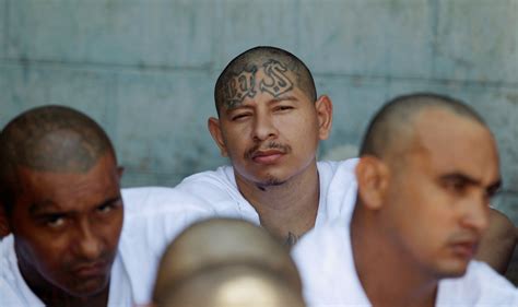 Classify These Mara Salvatrucha Gang From Central America Italic Roots