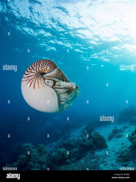 Nautilus Nautilus Belauensis Palau Stock Photo Alamy