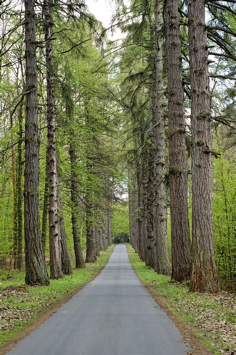 Royalty Free Photo Road Between Trees During Daytime Pickpik