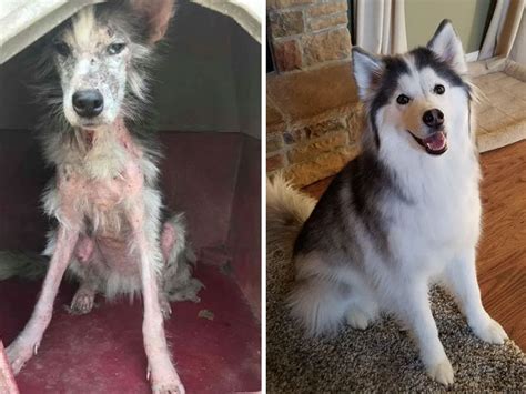 People Share 30 Pics Of Their Dogs Before And After Being Rescued And