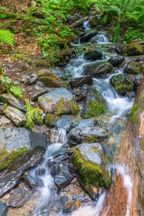 Cascade Creek In A Green Forest Shot With A Long Exposure Stock Image