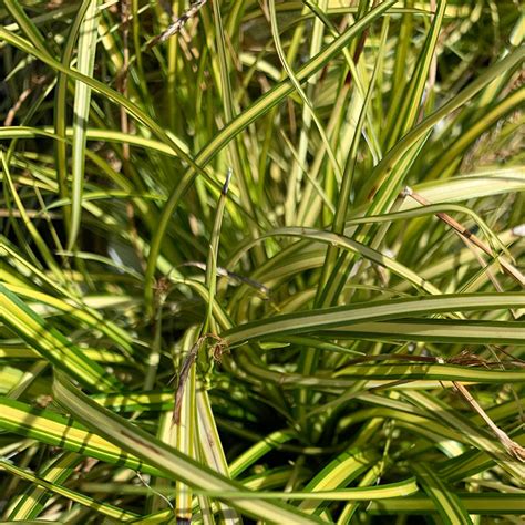 Variegated Japanese Sedge For Sale At The Grass Pad