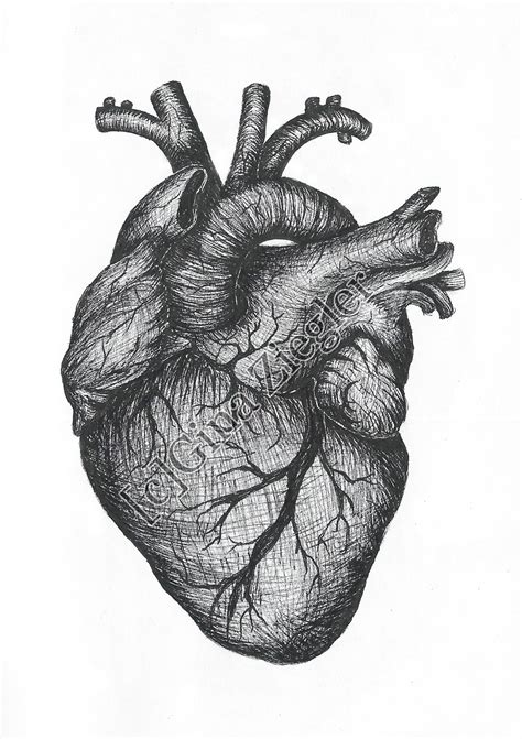 anatomical heart drawing clipart panda free clipart images