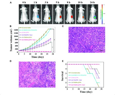 A In Vivo Fluorescence Imaging Of Tumor Bearing Mouse Before