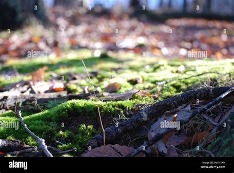 A Mossy Forest Floor Stock Photo Alamy