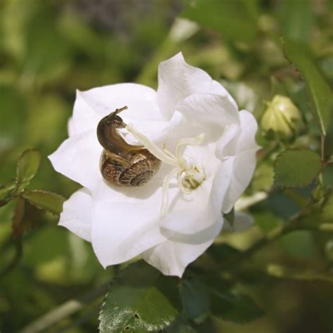 Snail On White Flower Stock Photo Image Of Nature Smell 11294908