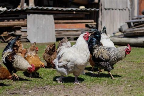 Backyard Poultry Farming In The Philippines Best Chicken Breeds To