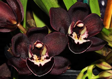 Maybe you would like to learn more about one of these? Himalayan Flower Nursery: Cymbidium kiwi midnight Black ...
