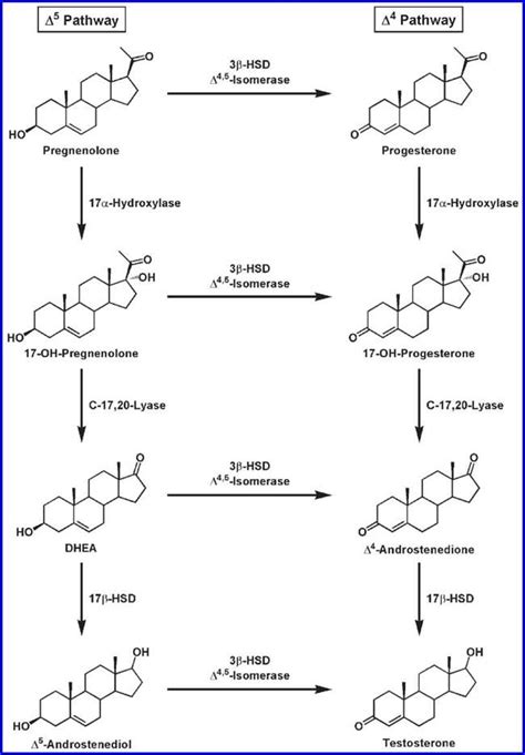 Modulation Of Female Genital Sexual Arousal By Sex Steroid Hormones Womens Sexual Function