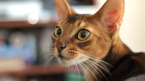 Personality and sphynx go hand in paw! How Much Does It Cost to Keep a Cat?