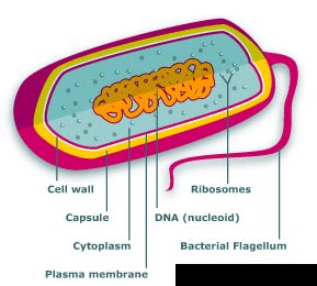We did not find results for: 1.3 Cell Structures & Organelles - FSIcourses