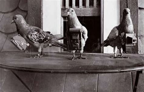 Conférence Quand les pigeonniers étaient mobiles et les pigeons des