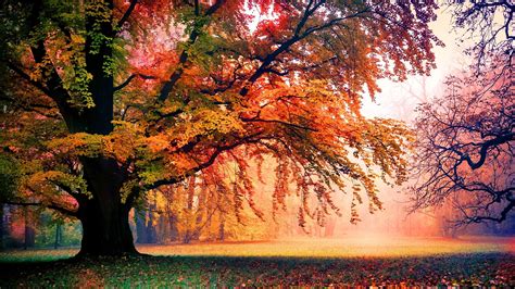 Autumn Trees Wallpapers Wallpaper Cave