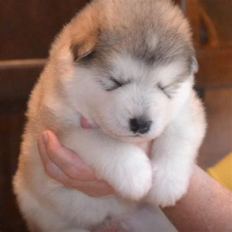 Alaskan Malamute Chubby Husky Puppy Pets Lovers