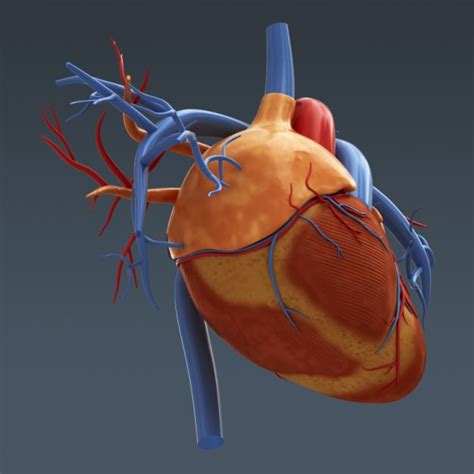 Human Body Internal Organs Anatomy 3d Model Max Obj 3ds Fbx C4d Lwo