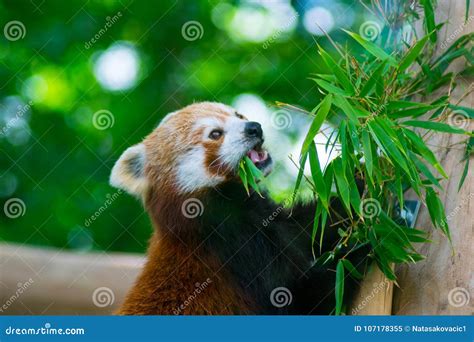 Red Panda On The Bamboo Tree Eating Bamboo Leaves Stock Image Image