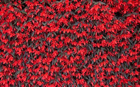 Download Wallpaper 3840x2400 Begonia Flowers Red