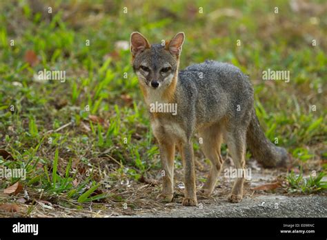 Grey Fox Urocyon Cinereoargenteus Stock Photo Alamy