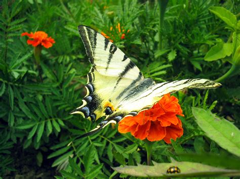 7 Myths About Finding Your Calling