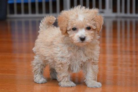 32 Bichon Frises Mixed With Poodle In 2022 Poodle Mix Dogs Teacup