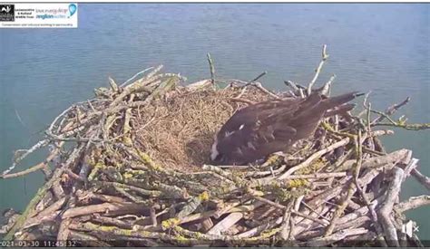 World Famous Rutland Osprey Lays First Egg Local News News Oakham Nub News By The Editor