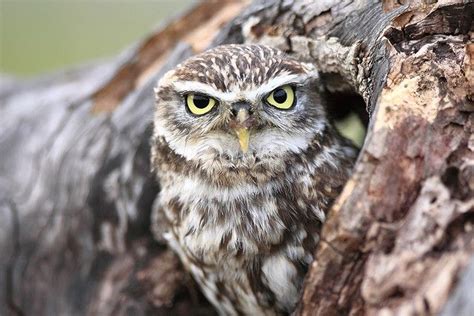 Little Owl Barn Owl Centre Gloucester Owl Owl Species