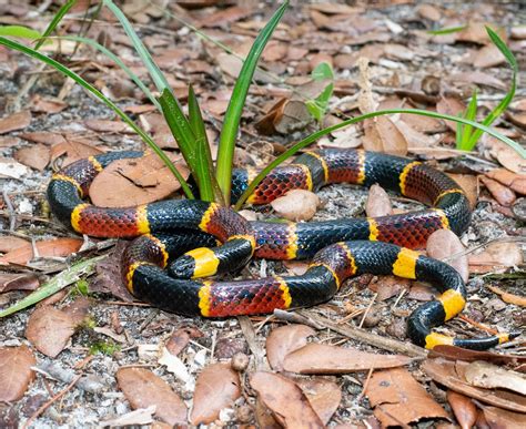 Eastern Coral Snake I Found Today Snakes