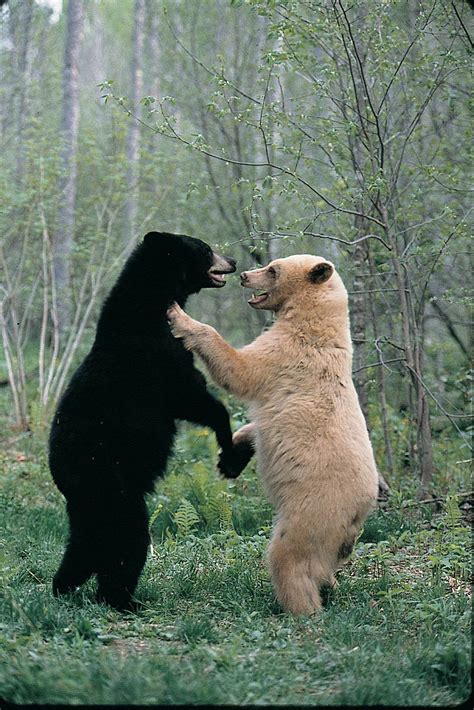 North American Black Bear And Kermode Bear Same Species Rbears