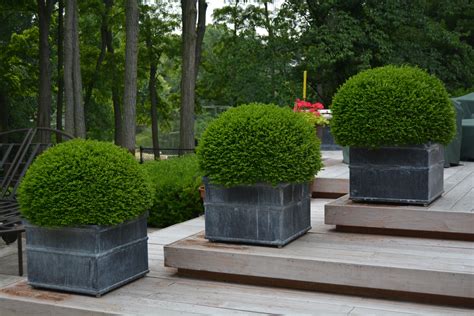 Boxwood Landscaping Container Gardening Plants