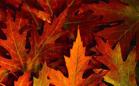 Fall Leaves Desktop Backgrounds Wallpaper Cave