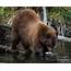 Black Bear Fishing Photograph By Mitch Shindelbower